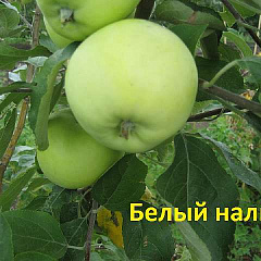 Яблоня "Белый налив"